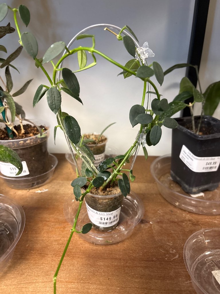 Hoya lithophytica (#204395501)