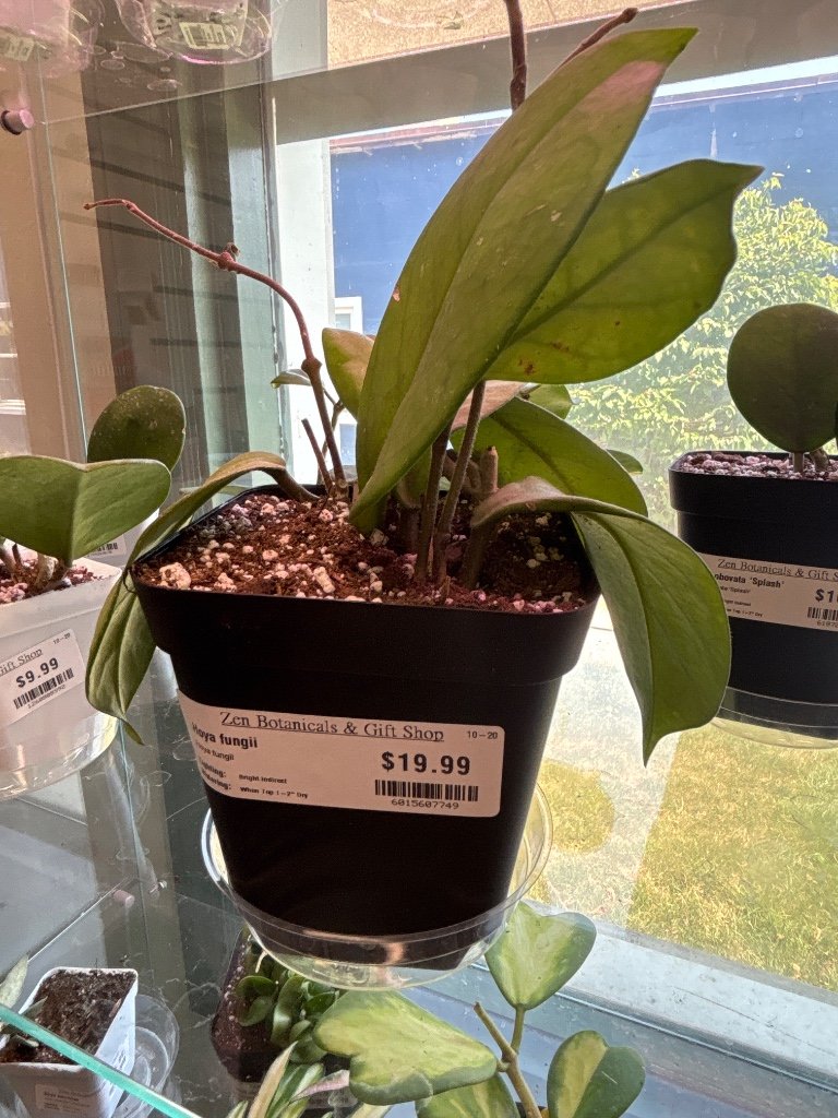 Hoya fungii (#6015607749)