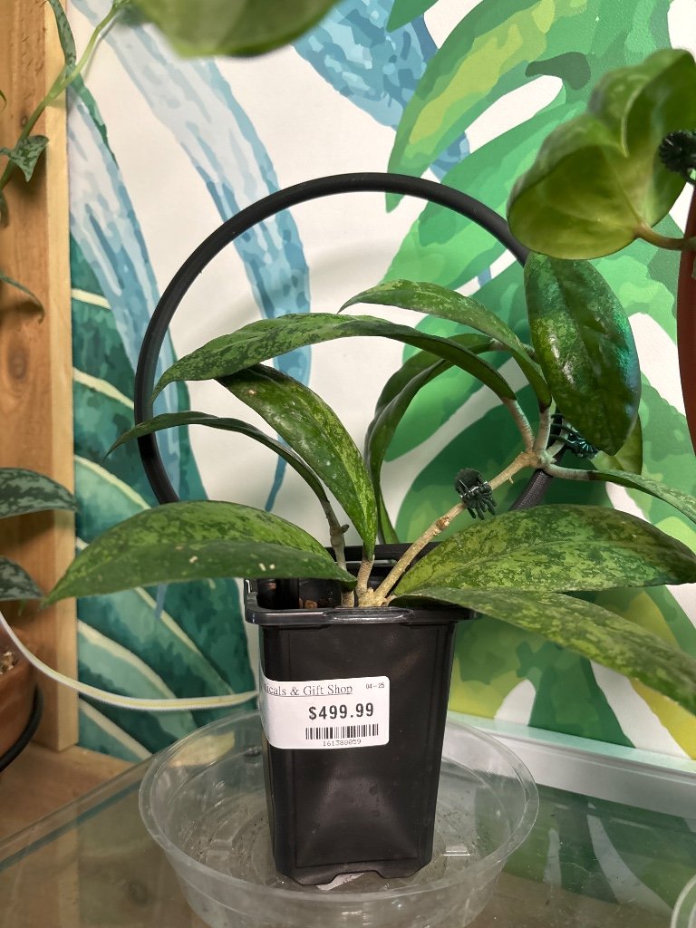 Hoya blessing (#161388059)