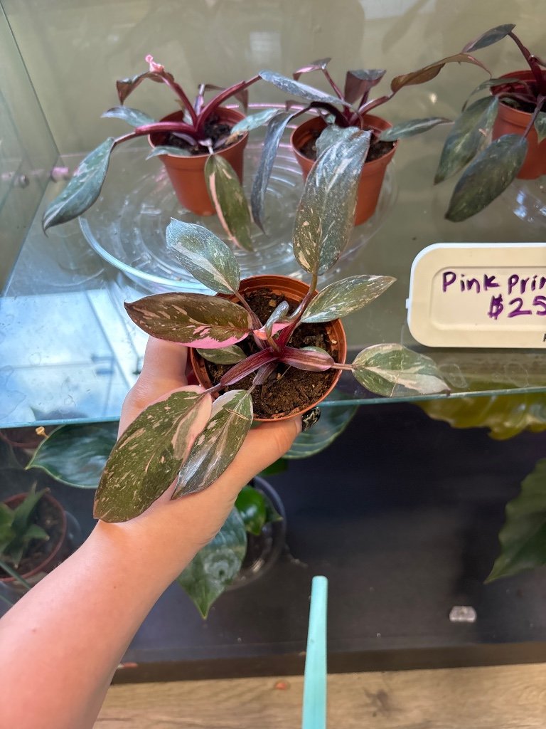 Philodendron erubescens 'Pink Princess Marble' (#106974658)