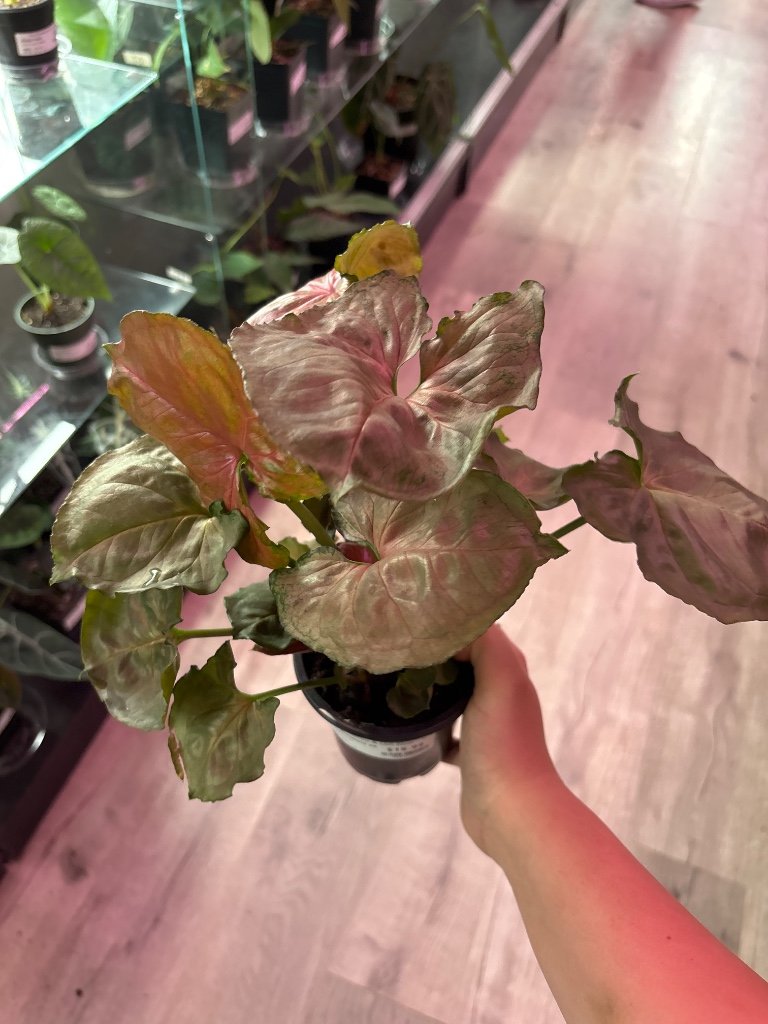 Syngonium strawberry ice (#058042443)