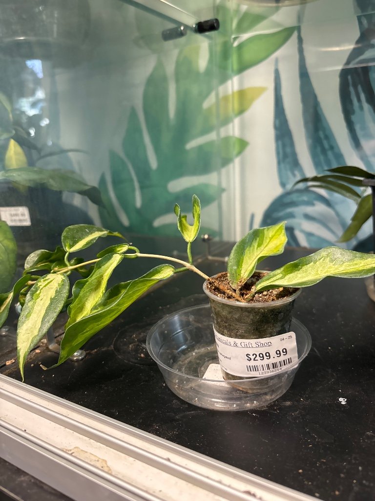 Hoya kenejiana 'inner variegated' (#123936214)