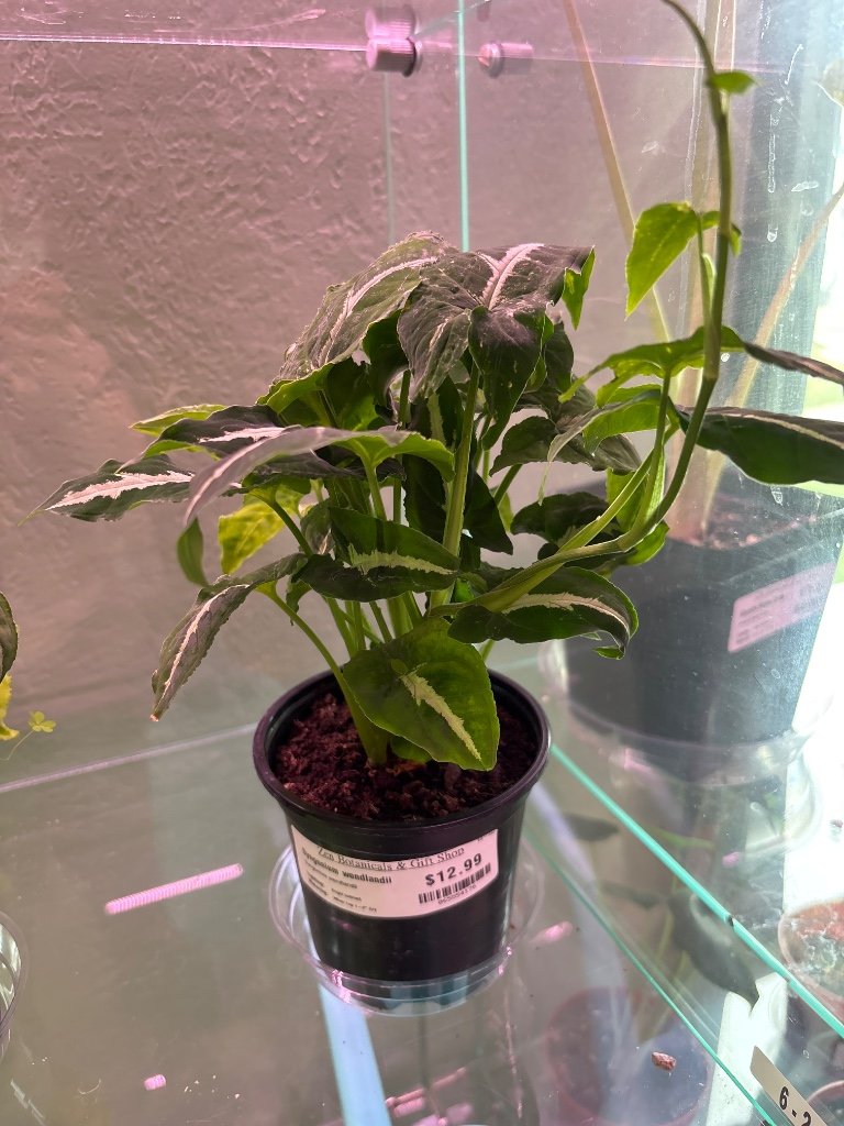 Syngonium wendlandii (#065554176)