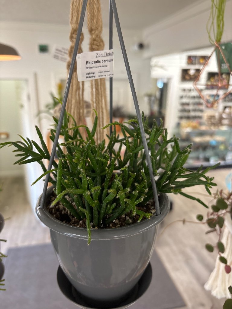 Rhipsalis cereuscula (#868008654)