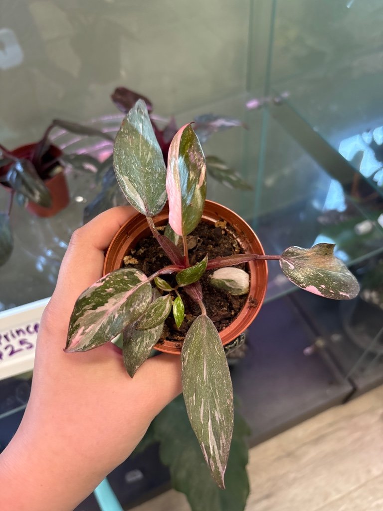 Philodendron erubescens 'Pink Princess Marble' (#573392878)