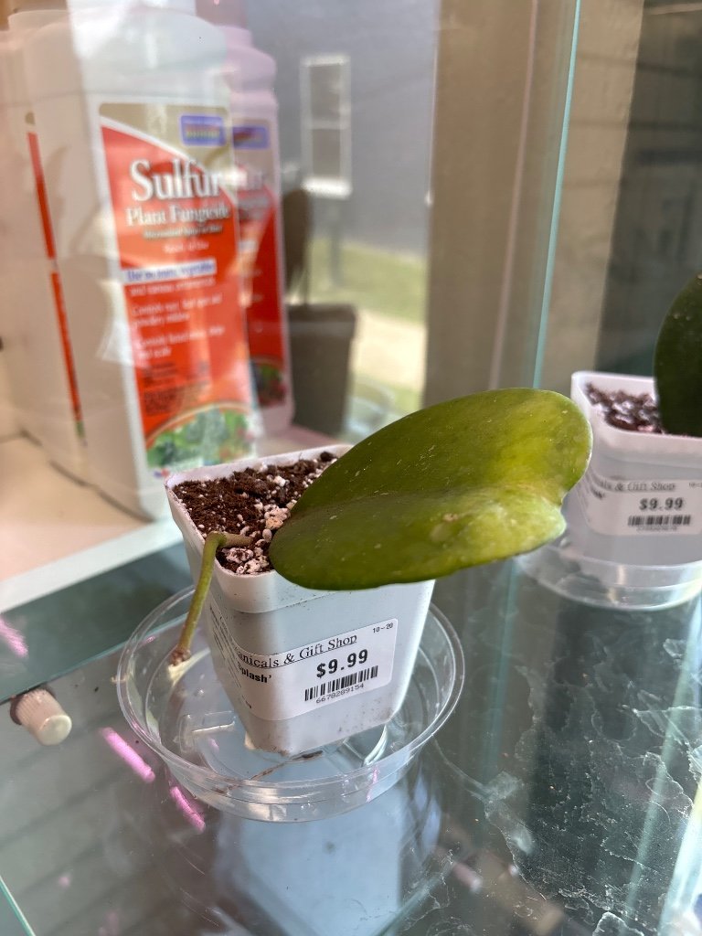 Hoya obovata 'Splash' (#6678289154)