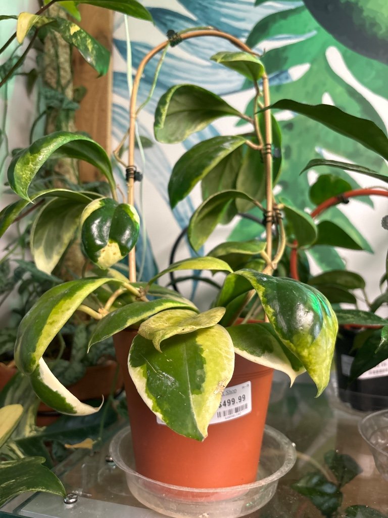 Hoya incrassata 'eclipse' (#680901102)