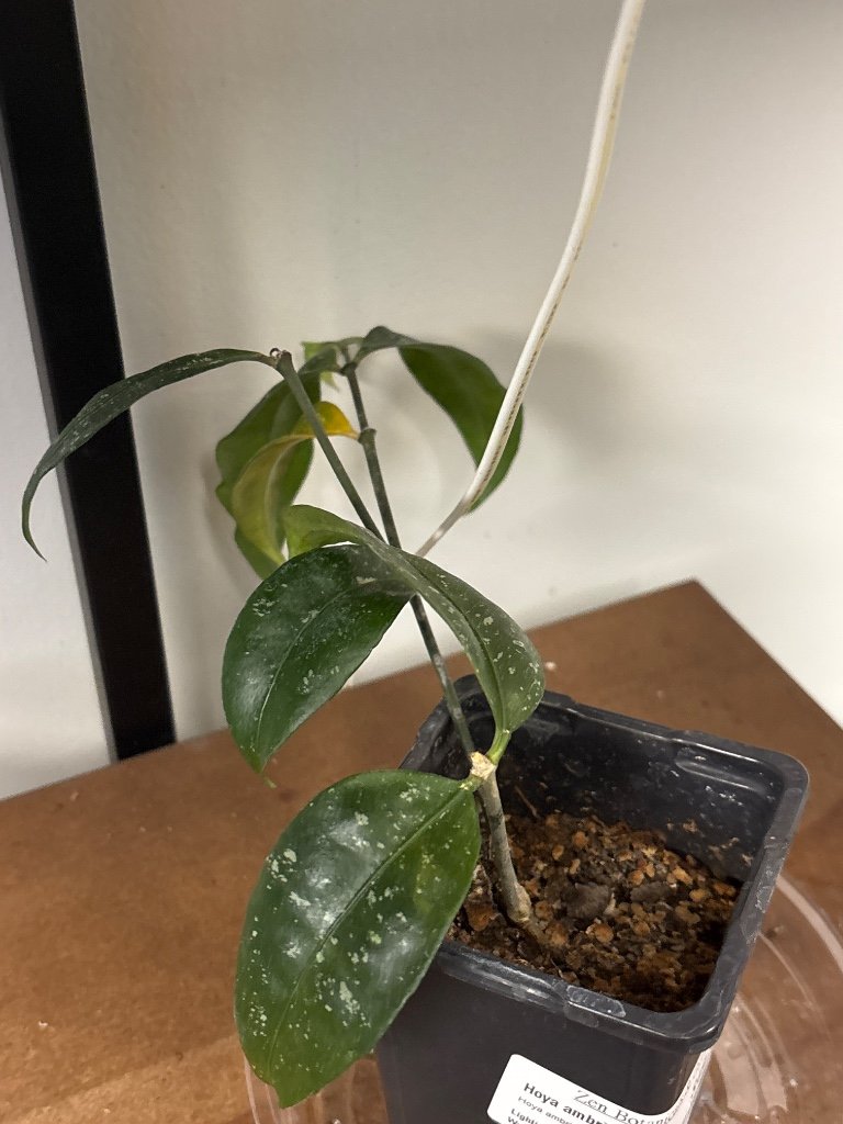 Hoya ambrialis (#676288944)