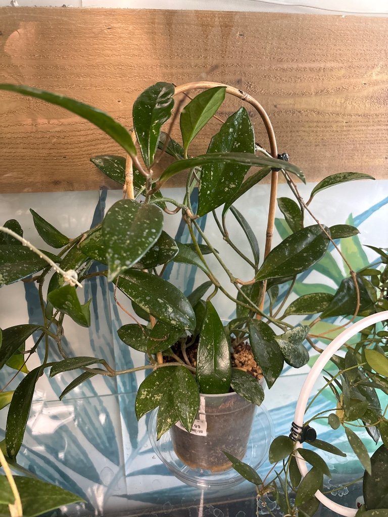 Hoya AH-074 'silver' (#714046195)