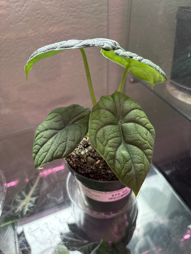 Alocasia Melo 'Sport Variegated' (#986274637)