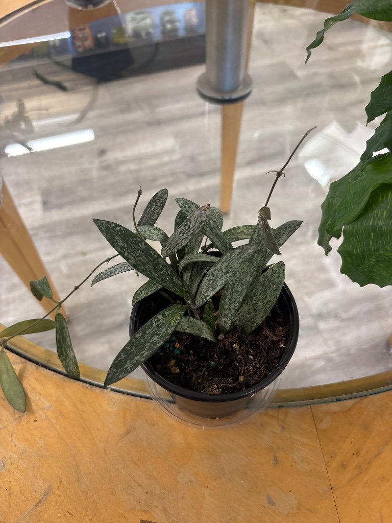 Hoya sigillatis (#678118548)