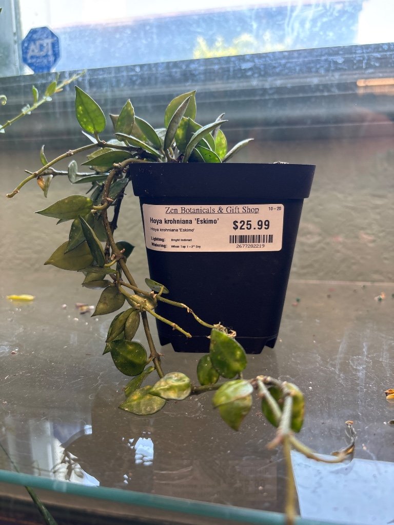 Hoya krohniana 'Eskimo' (#2677282219)