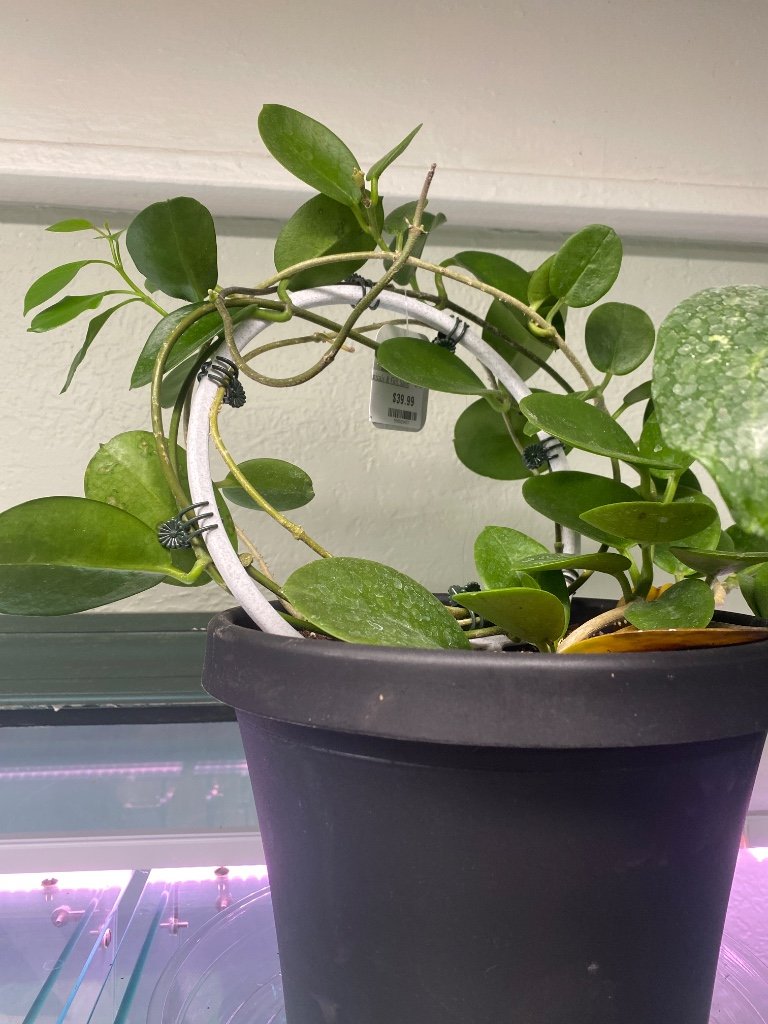 Hoya australis (#598529437)