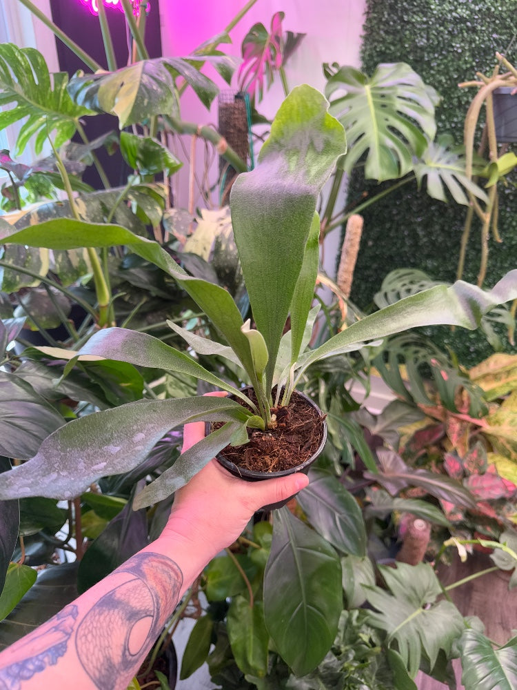 Platycerium bifurcatum (#405418617912)