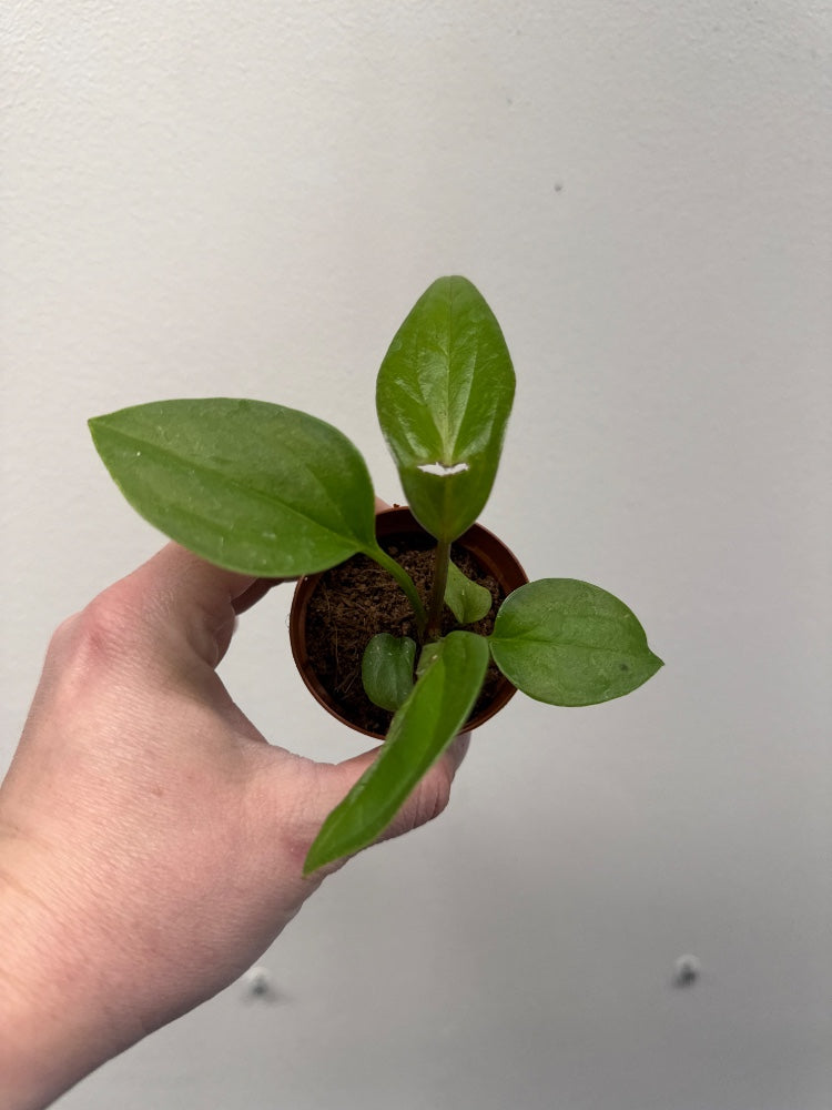 Anthurium bonplandii cobra (#405993100600)