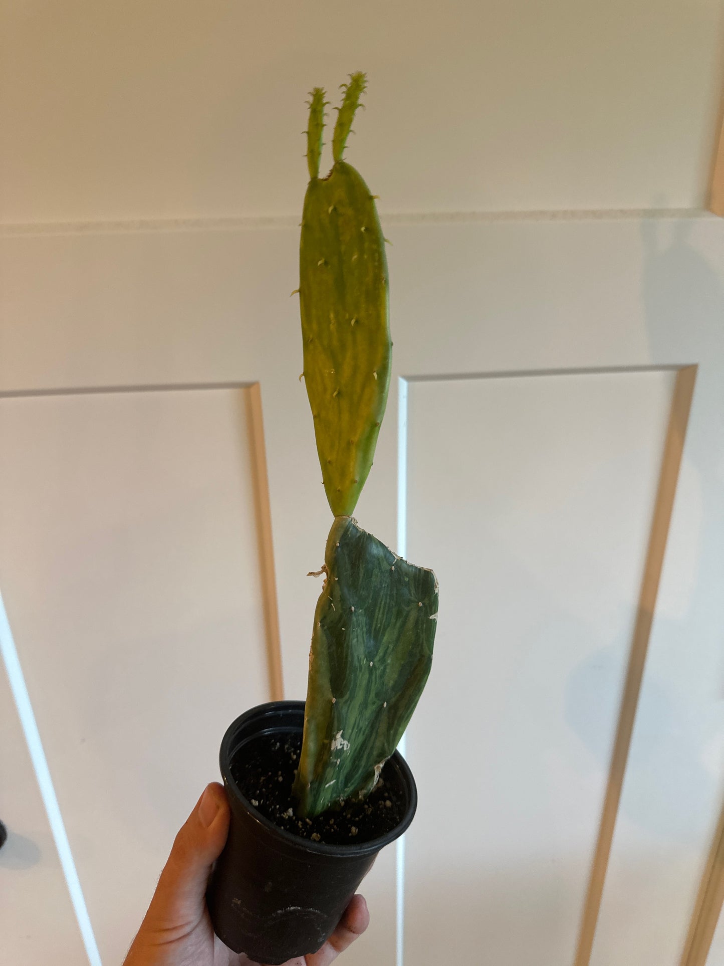 Opuntia Cv. 'Variegated' (#719036552)