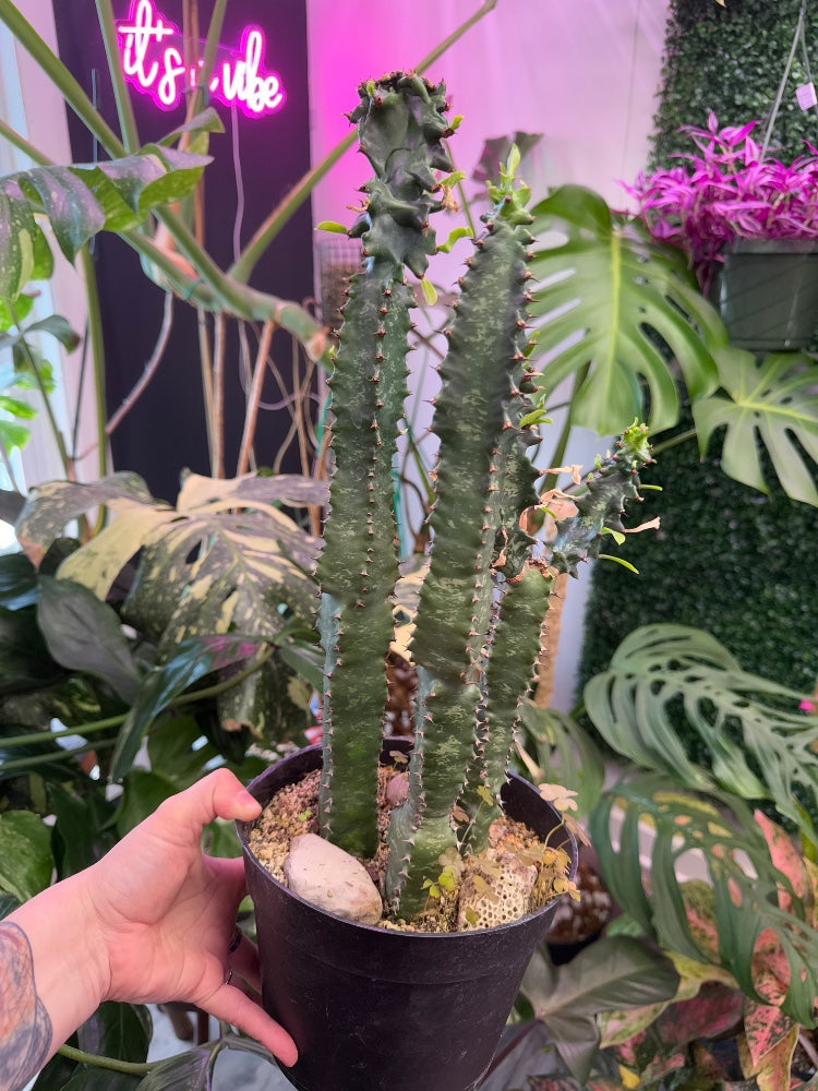 Euphorbia Ingens 'Monstrose ' (#337584613862)