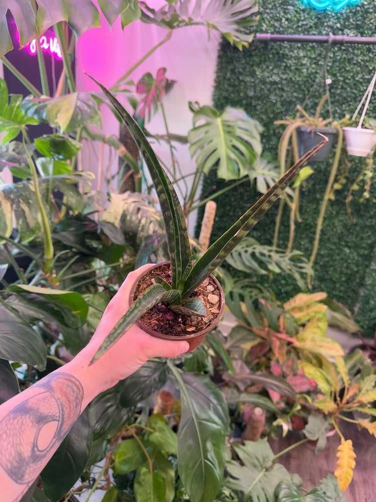 Sansevieria Tiger Crown (#516941109105)