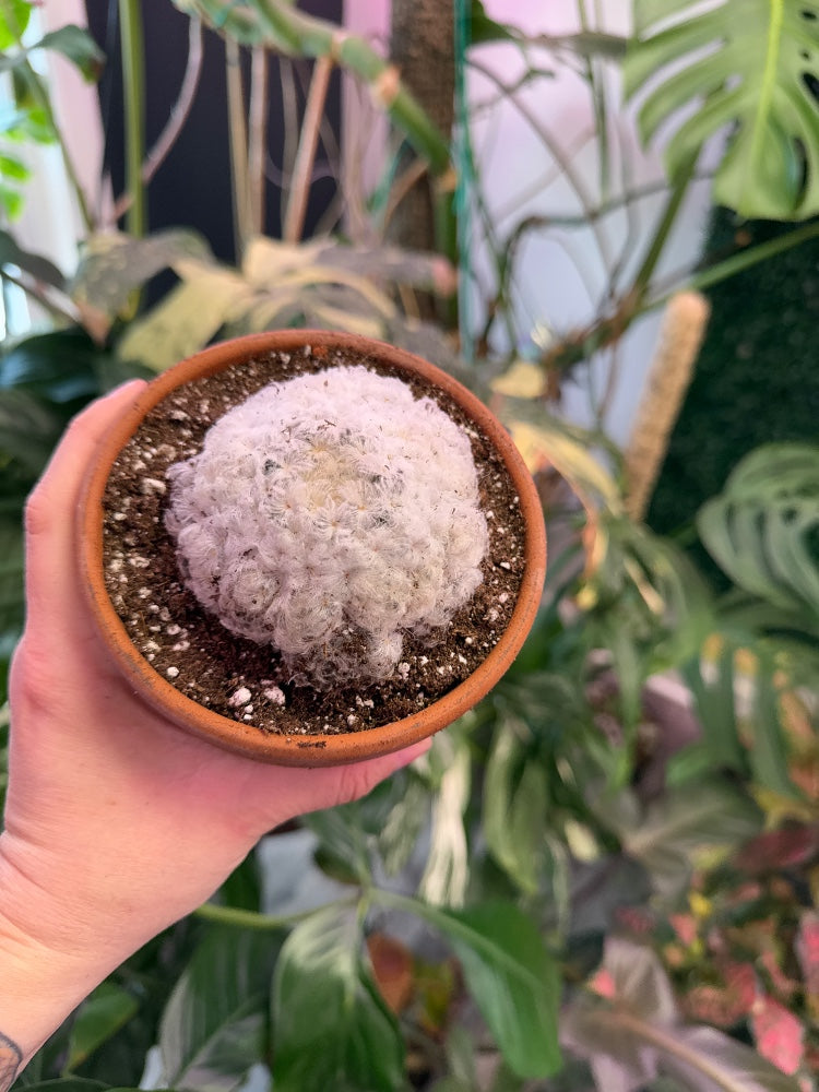 Mammilaria Pulmosa (#596288954656)