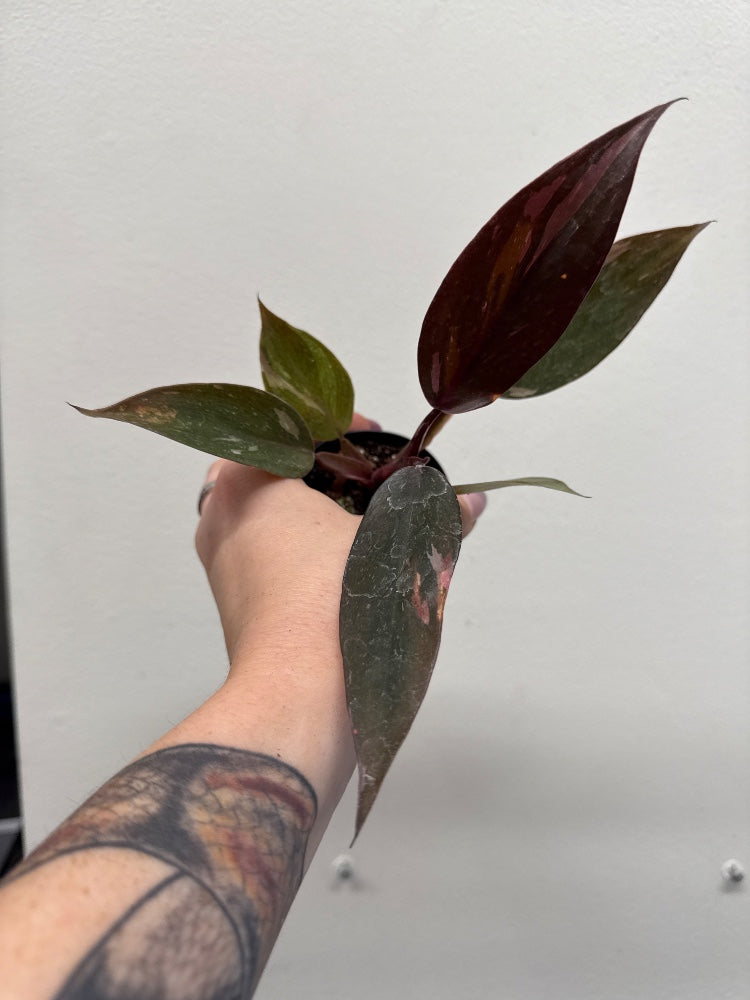 Philodendron erubescens 'Pink Princess' (#512329393505)