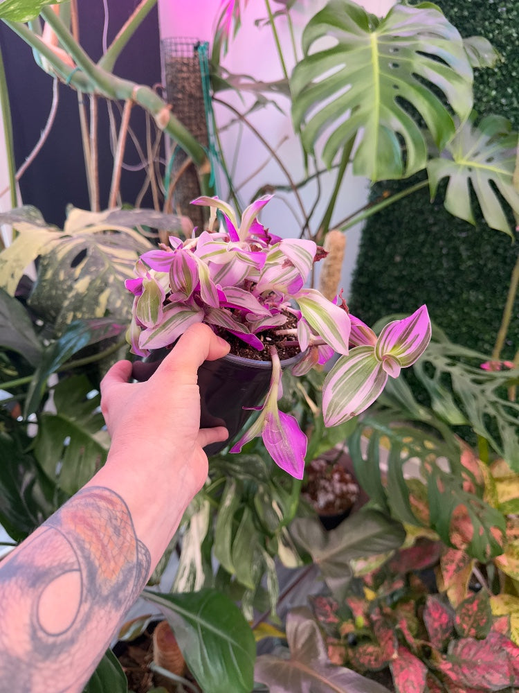 Tradescantia albiflora 'Nanouk' (#071724818785)