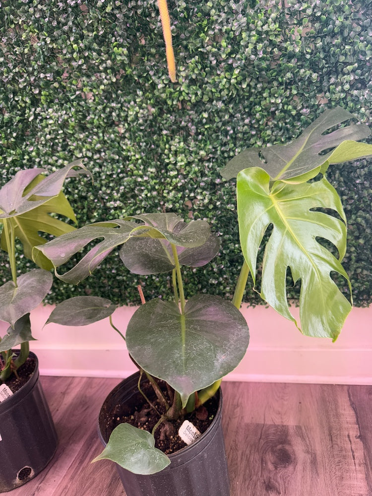 Monstera deliciosa (#316872647928)