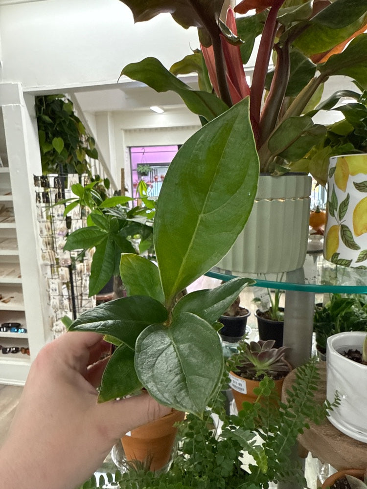Anthurium Red flag (#495857814909)