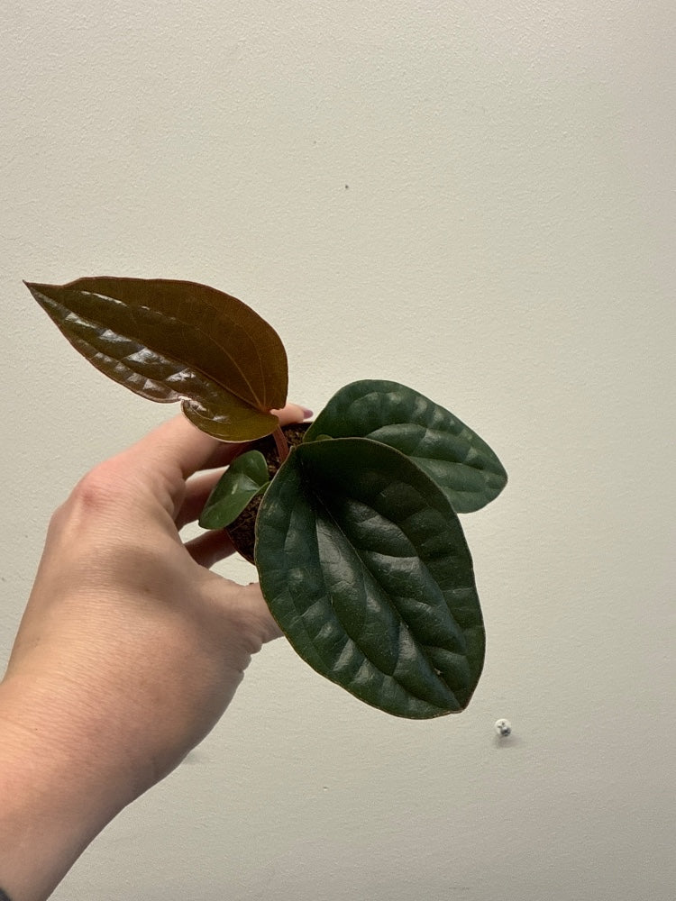 Anthurium luxurians X radicans (#290030825517)