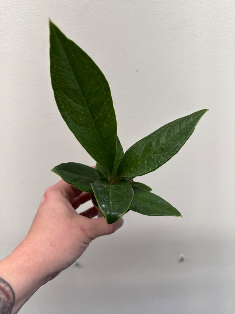 Anthurium Red flag (#615284319689)