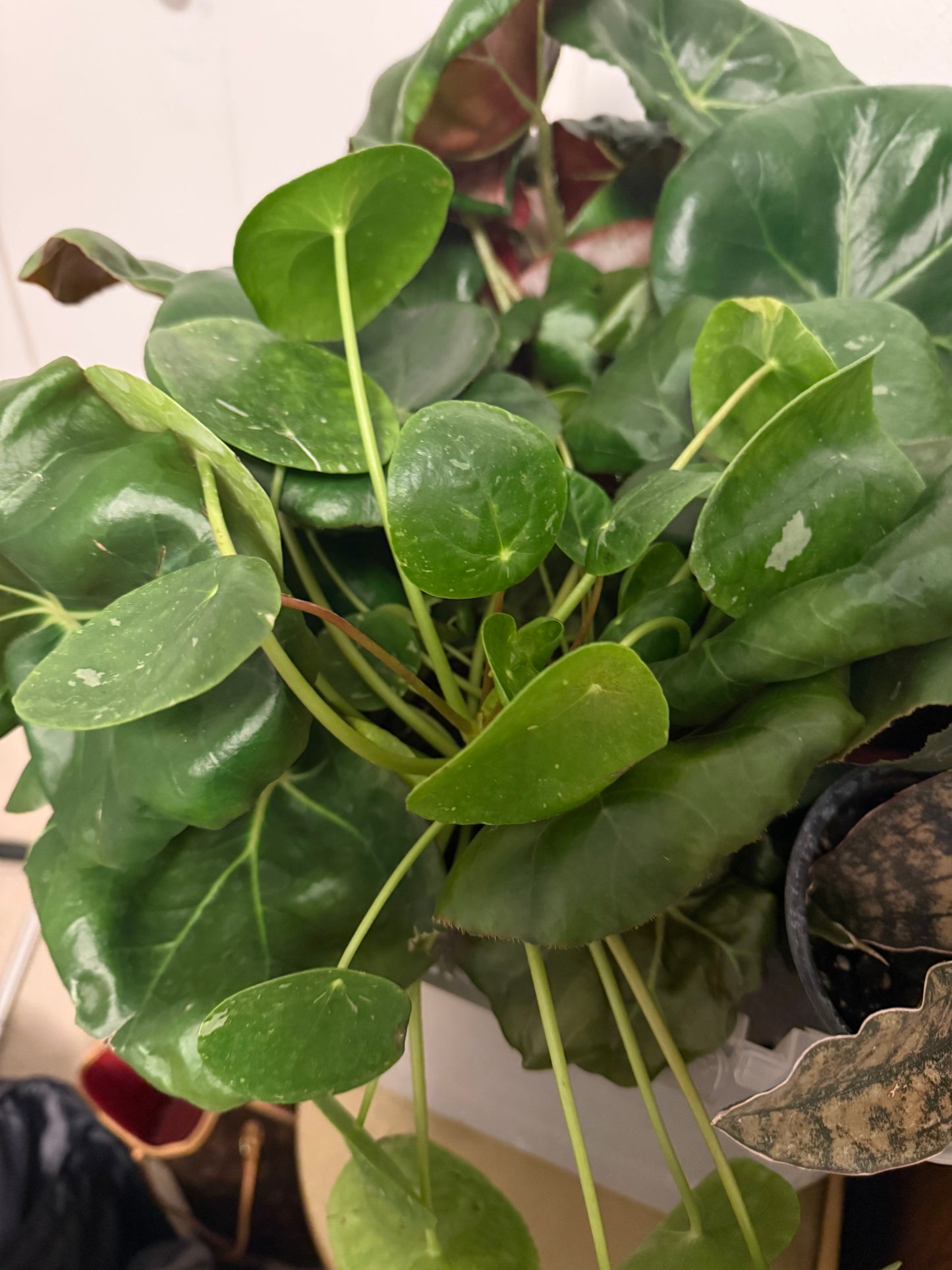 Pilea Peperomiodes 'Variegated' (#668134138)