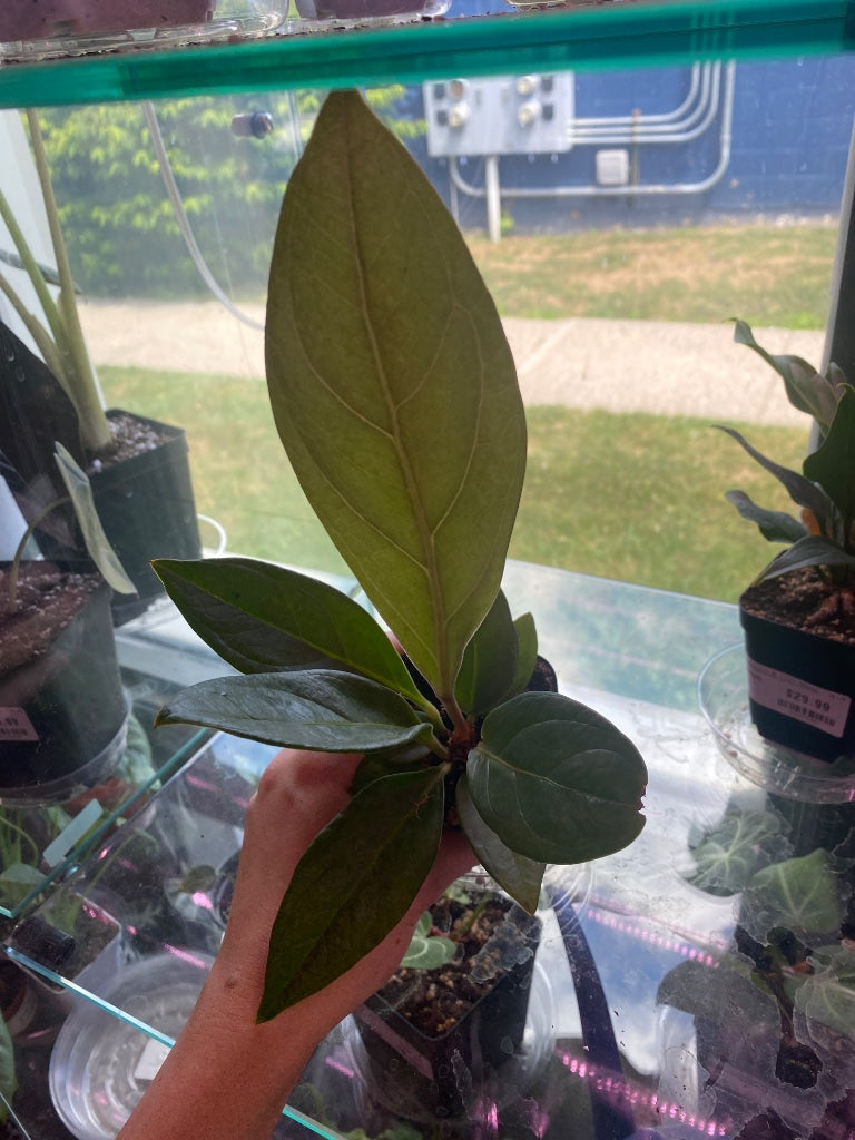 Anthurium cv. 'Red Flag' (#108980377)