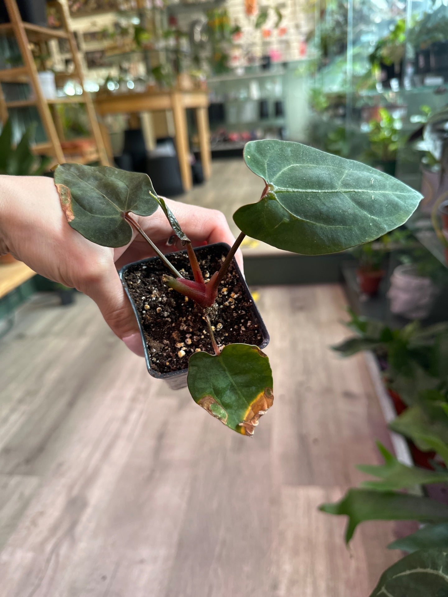 Anthurium AOS Hybrid x AOS bessea aff (#411322415)
