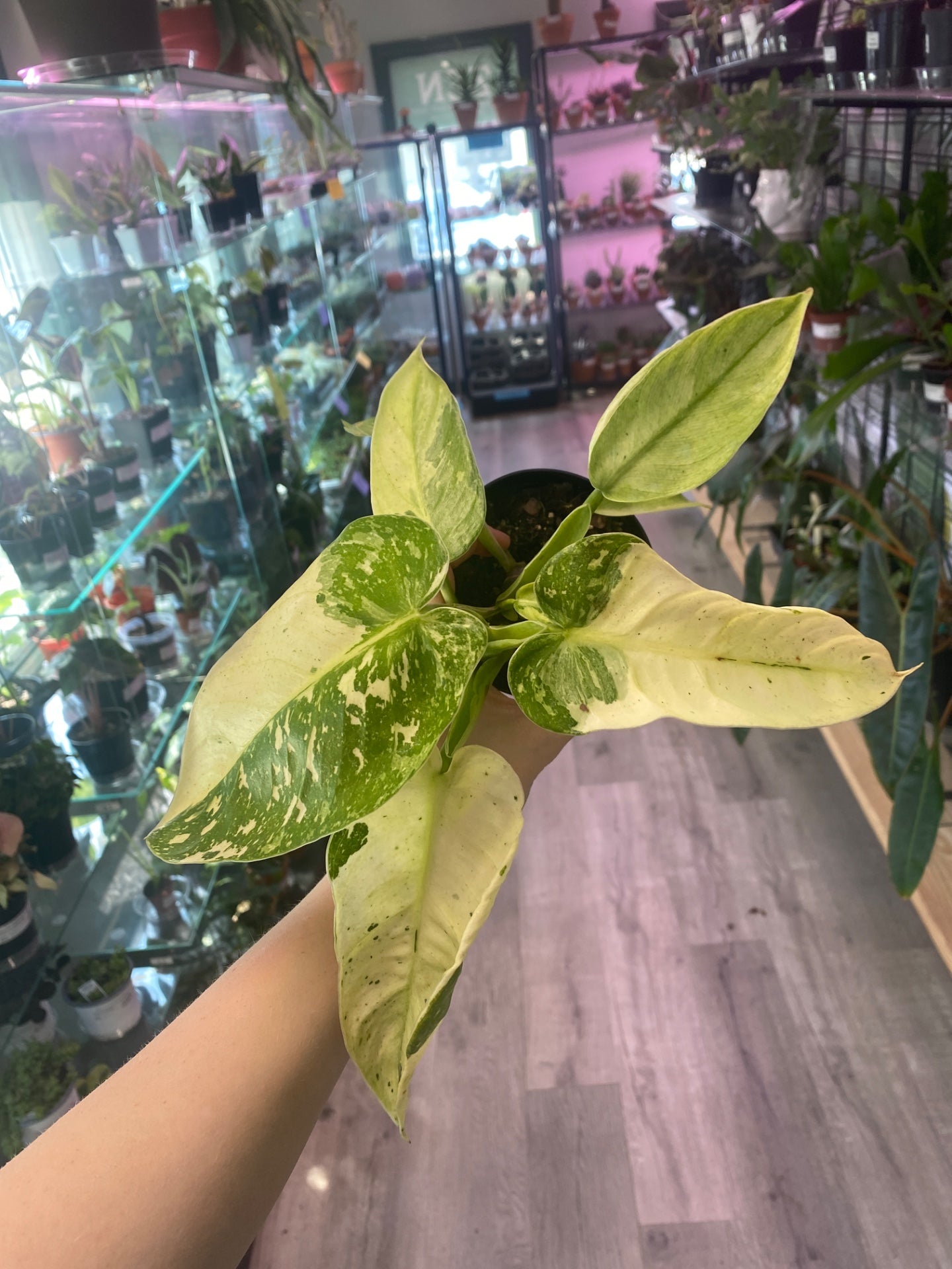 Philodendron Jose Bueno (#685348860)