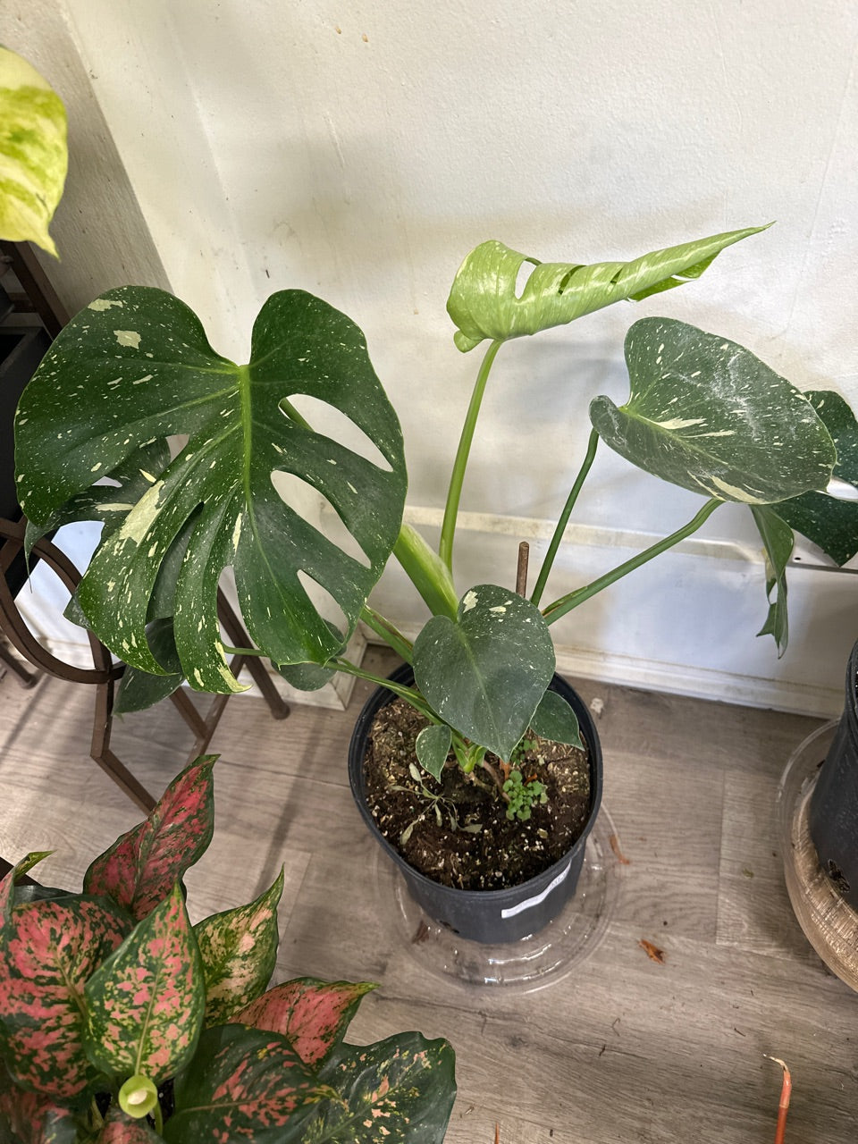 Monstera deliciosa 'Thai Constellation' (#241696460)