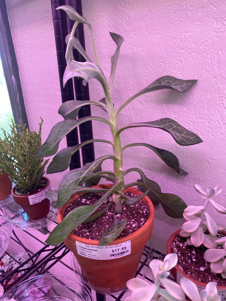 Packera obovatus (#993759247)