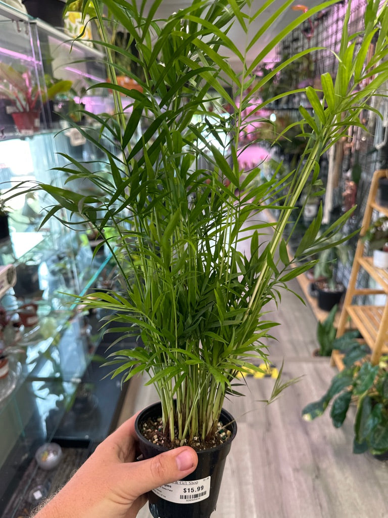 Chamaedorea elegans 'Bella Palm' (#820365434)