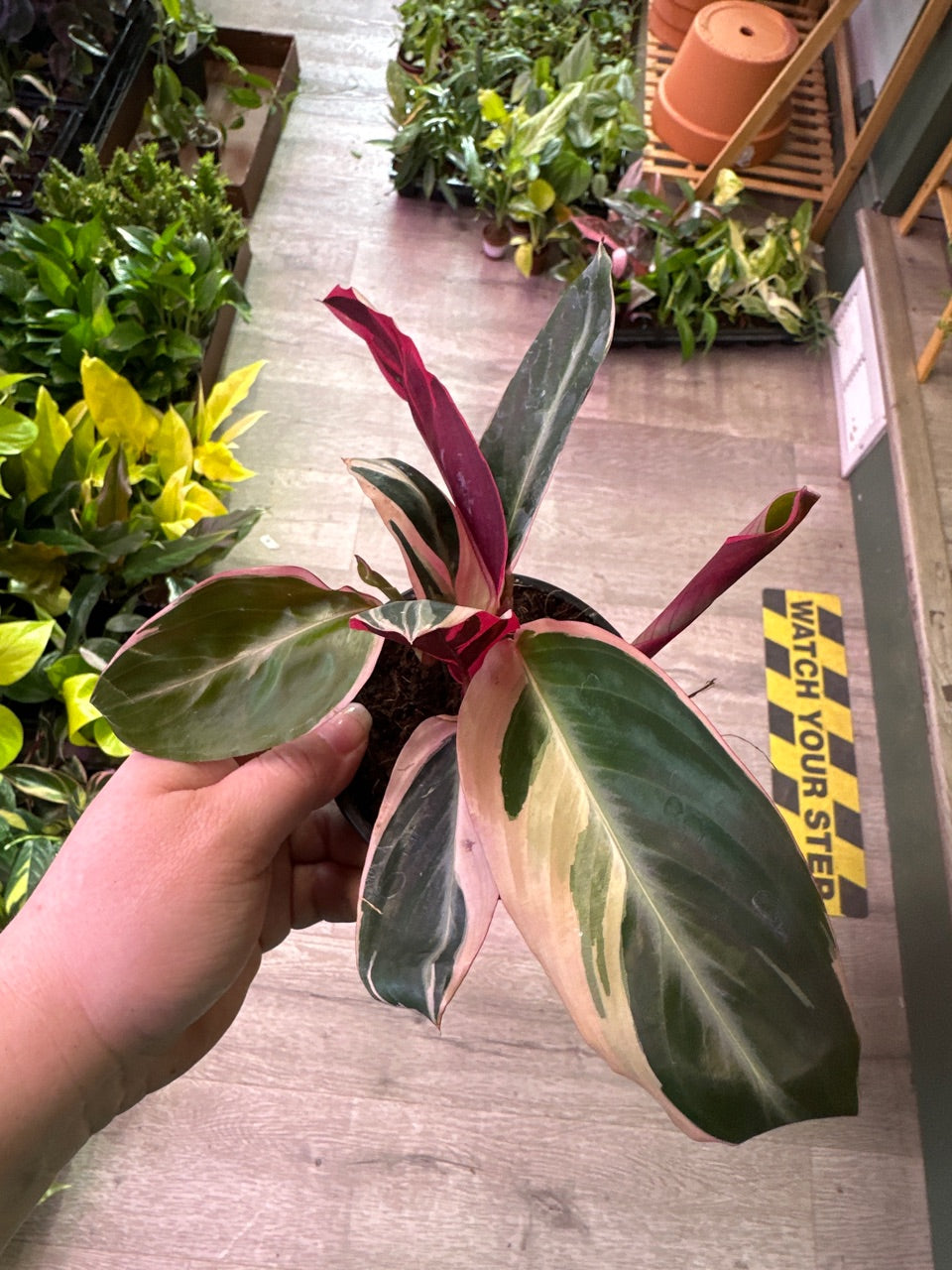 Stromanthe triostar (#631768629)