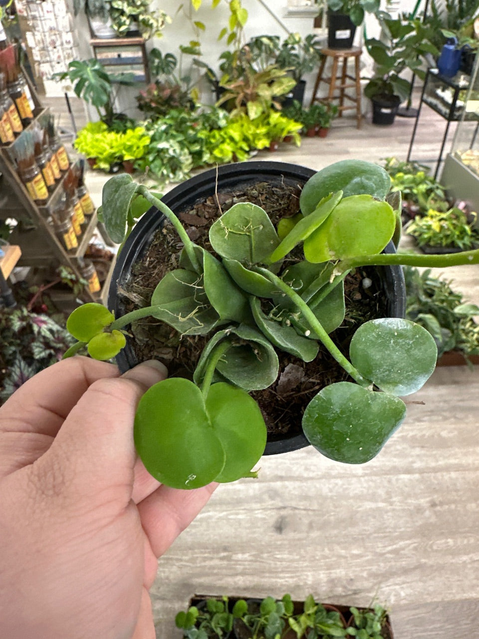 Dischidia cv. 'Platyphylla' (#940166848)
