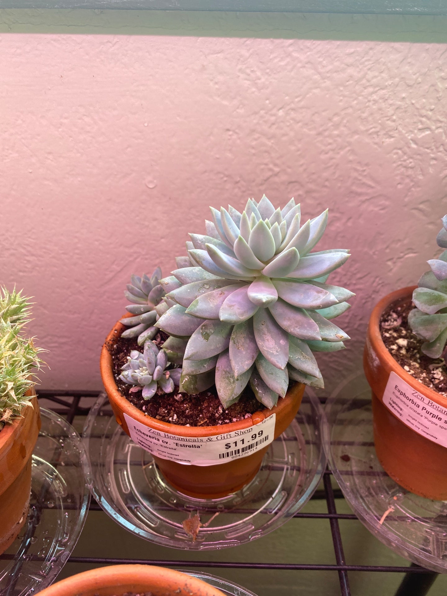 Echeveria cv. 'Estrella' (#854396914)