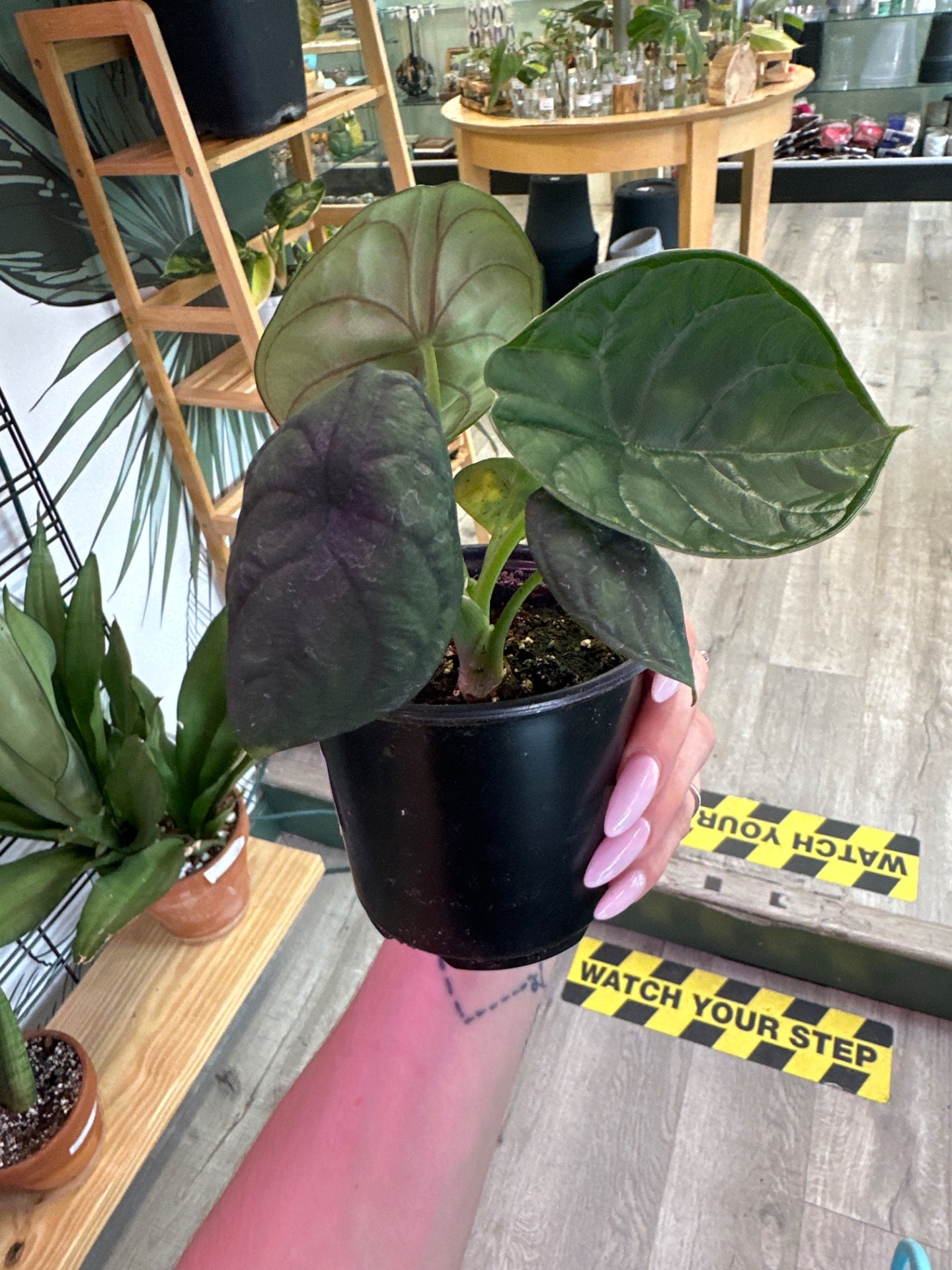 Alocasia aegis (#953250418)