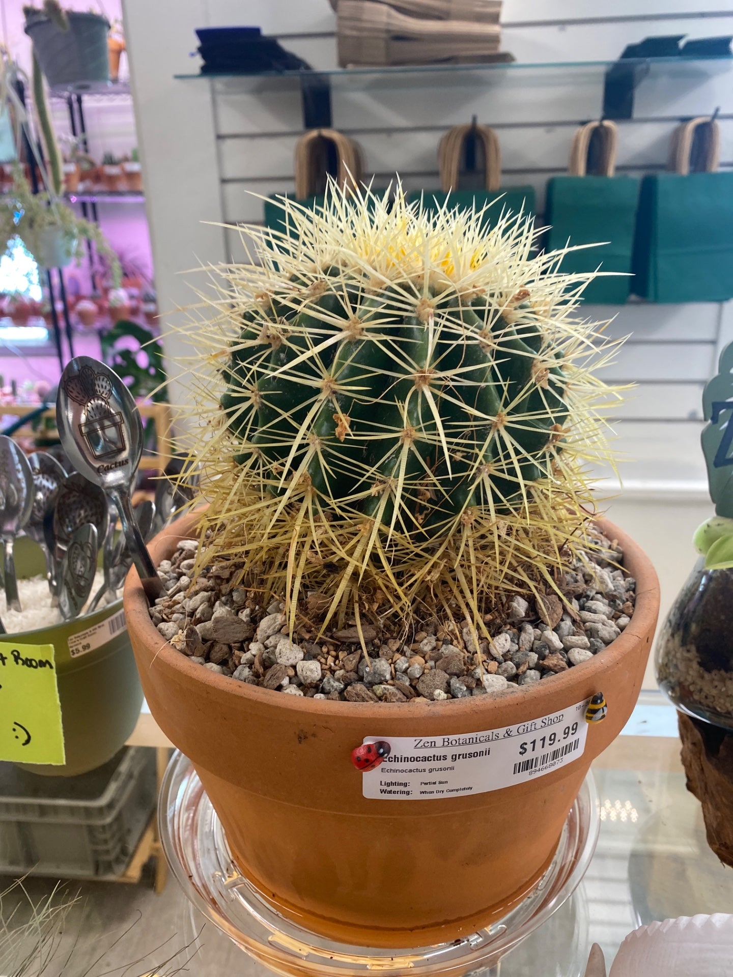 Echinocactus grusonii (#894668073)