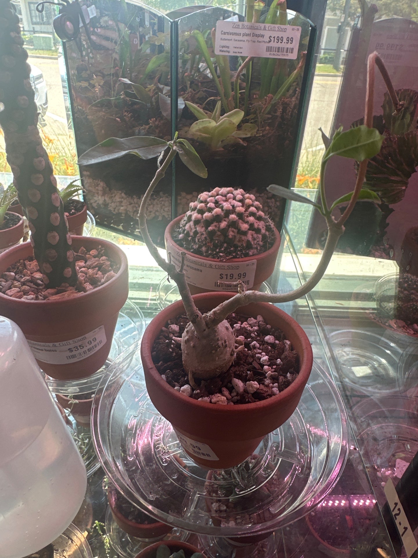 Caudiciform Fockea Edulis (#580810401)
