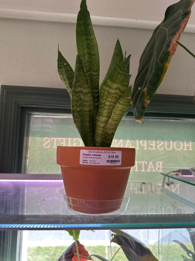 Dracaena trifasciata ‘Zeylanica’ 'Snake Plant' (#887923812)