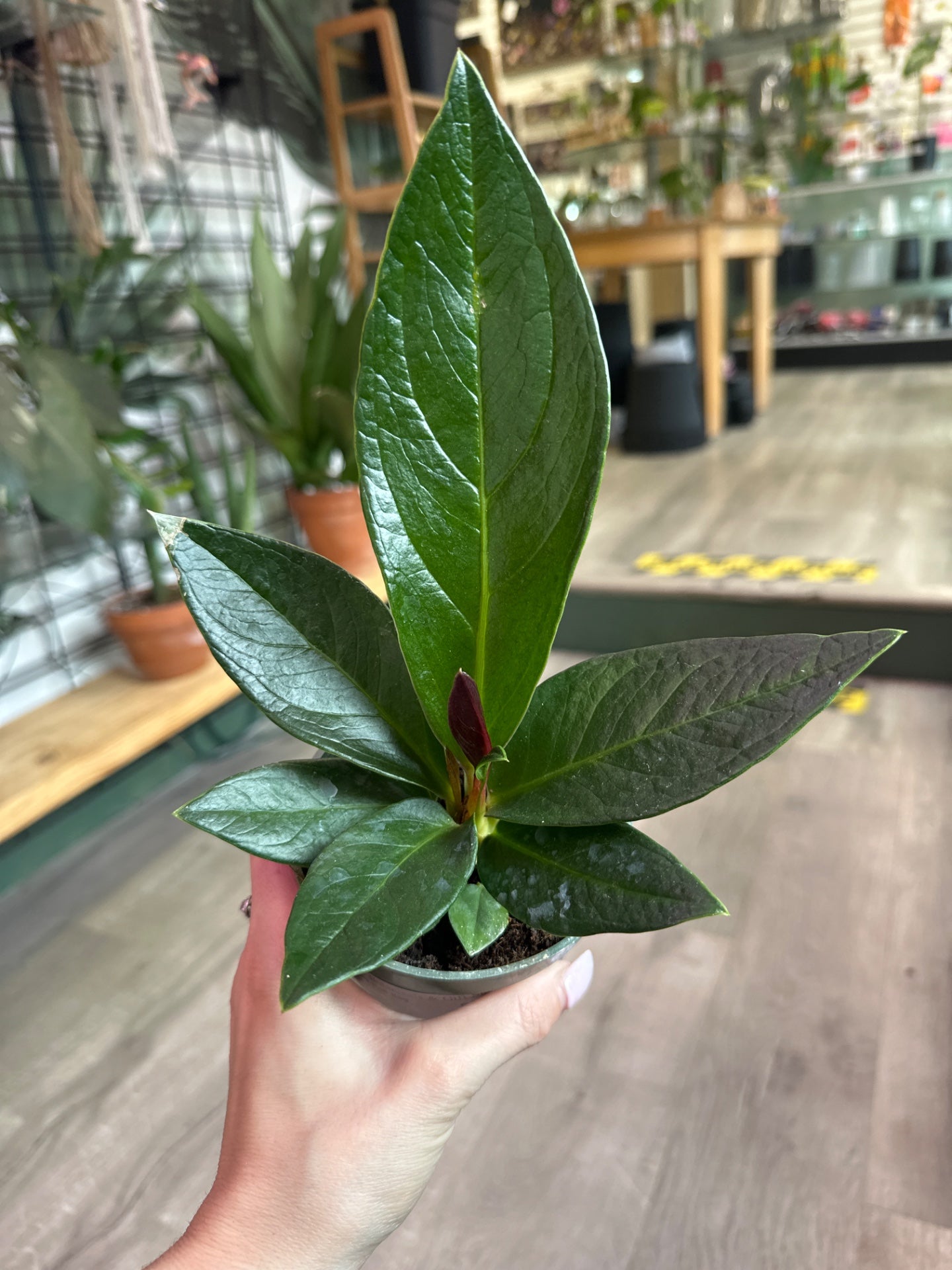 Anthurium Red flag (#772742082)