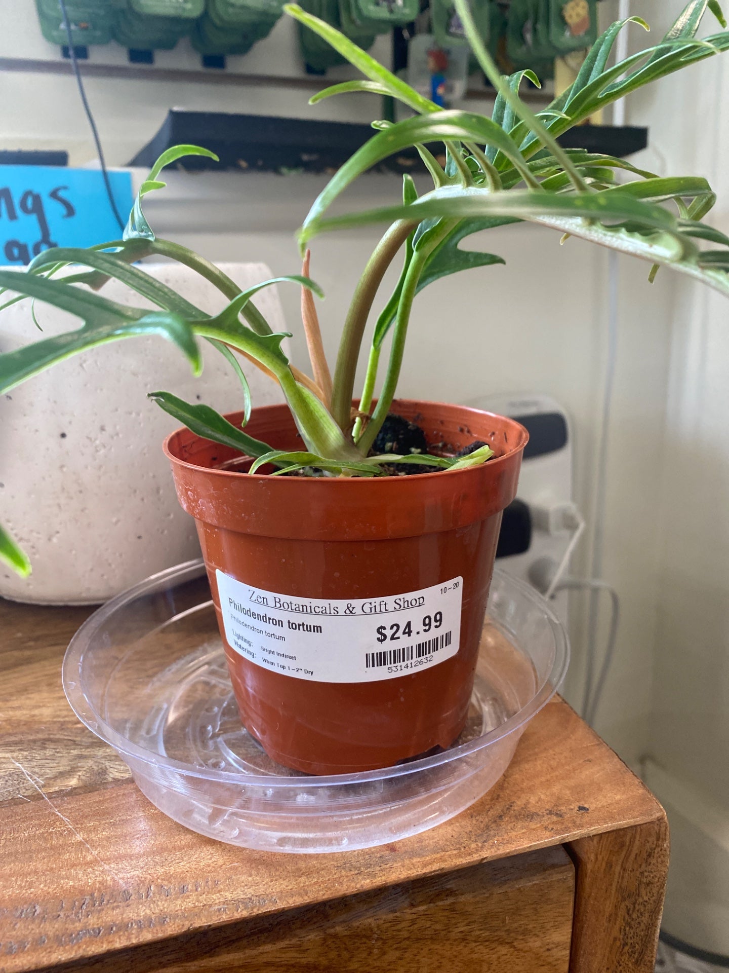 Philodendron tortum (#531412632)