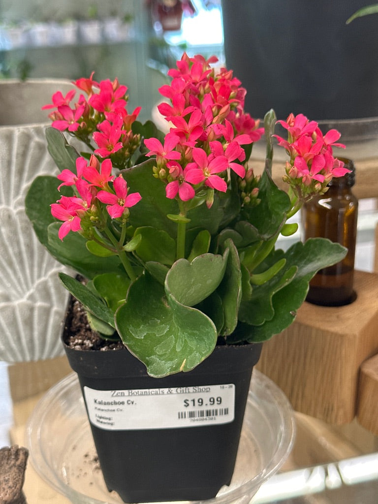 Kalanchoe Cv. (#704804301)