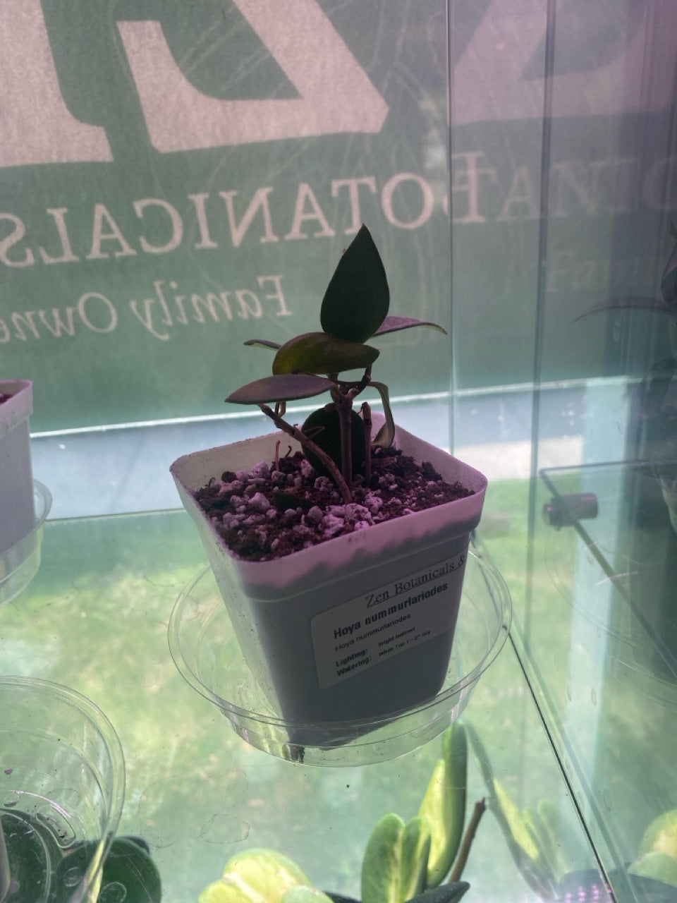 Hoya nummurlariodes (#5851292878)