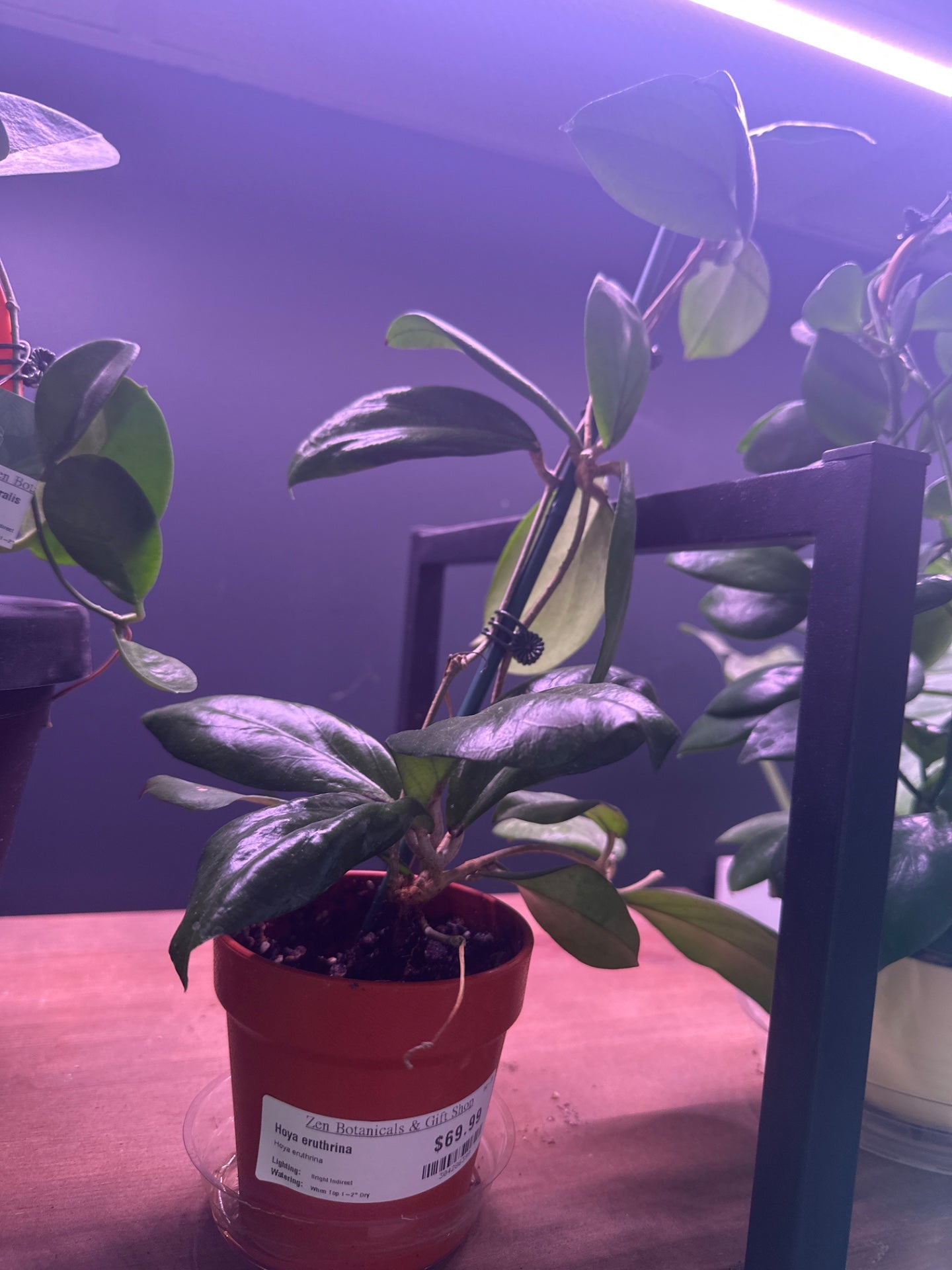 Hoya eruthrina (#304286399)