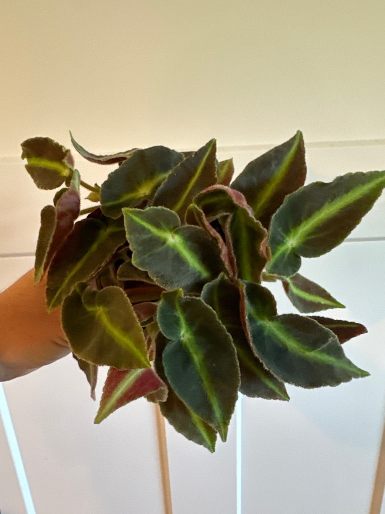 Begonia Cv. 'listada' (#746721792)