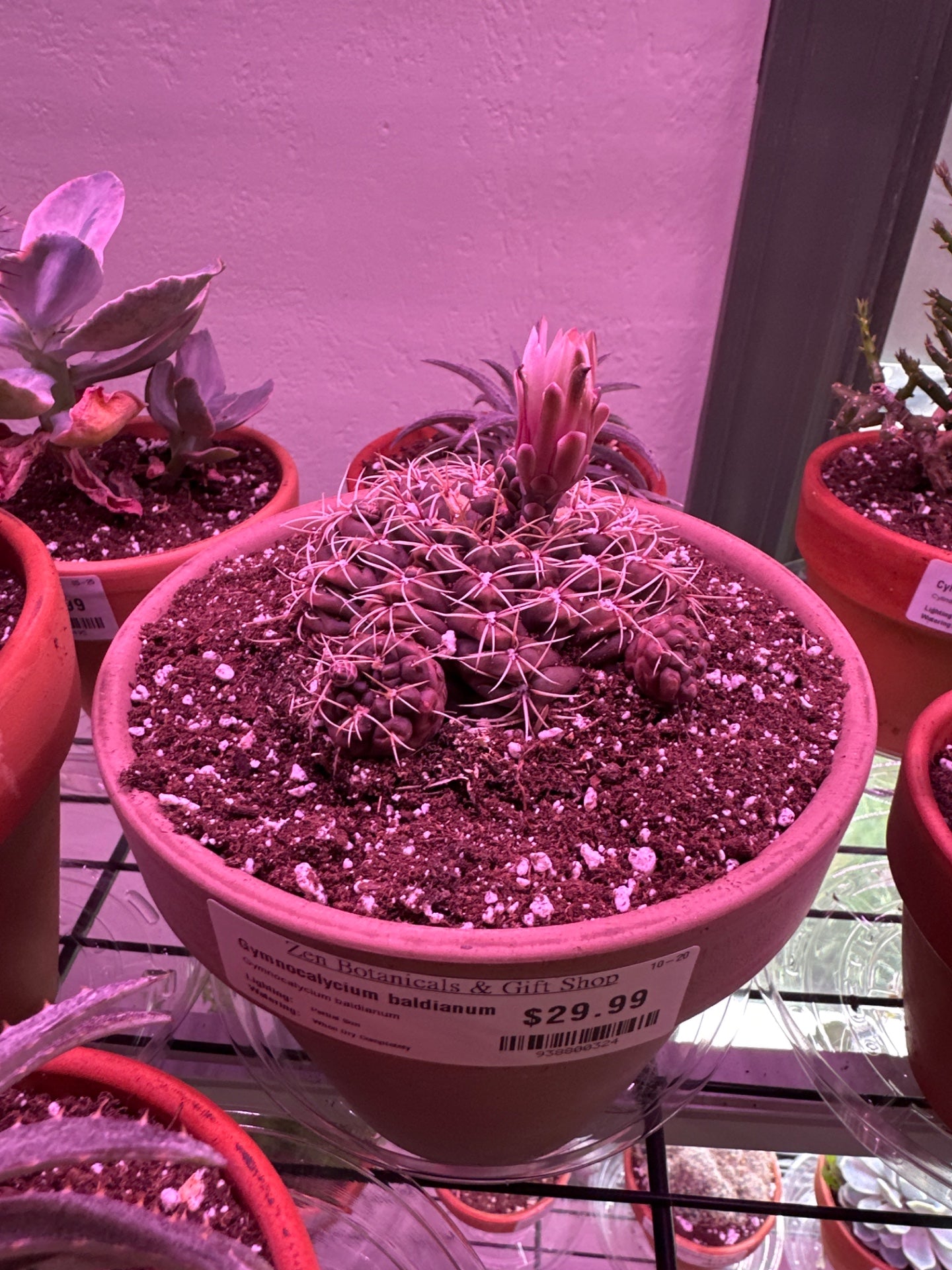 Gymnocalycium baldianum (#938800324)